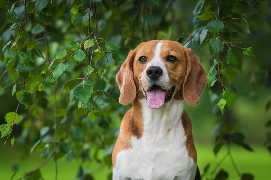 Chien Beagle