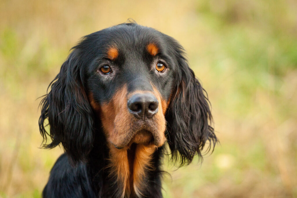 Chien Gordon Setter